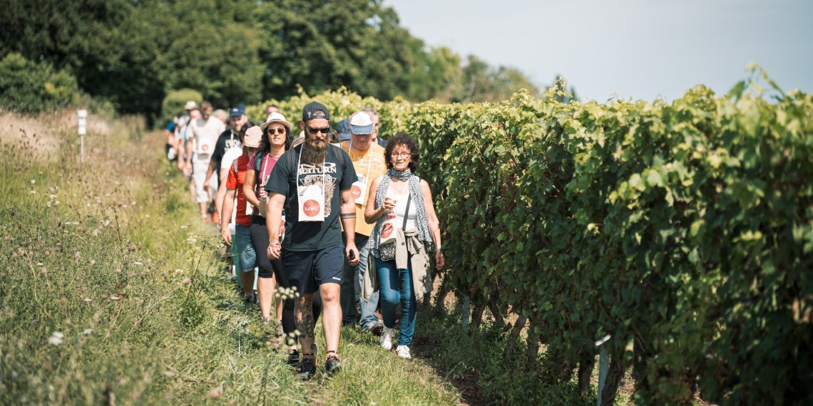 Saumur-Champigny, Vins ouverts d'esprit - Vignes vins randos